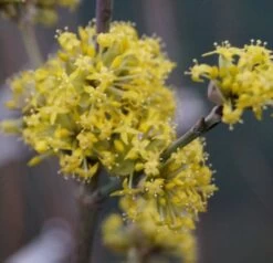 Großfrüchtige Kornelkirsche `Schönbrunner Gourmet Dirndl´ Cornus Mas `Schönbrunner Gourmetdirndl´ 10 Großfrüchtige Kornelkirsche `Schönbrunner Gourmet Dirndl´ Cornus Mas `Schönbrunner Gourmetdirndl´ -Premium-Pflanzenauswahl-Shop DSC02022