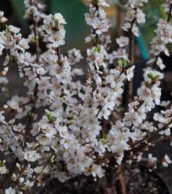 Nankingkirsche `Orient´ Prunus Tomentosa Orient 9 Nankingkirsche `Orient´ Prunus Tomentosa Orient -Premium-Pflanzenauswahl-Shop DSC02034