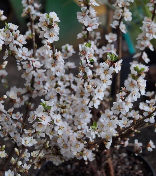 Nankingkirsche `Orient´ Prunus Tomentosa Orient 6 Nankingkirsche `Orient´ Prunus Tomentosa Orient – Bild 4