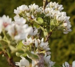 Säulenbirne `Condo´ Pyrus Communis `Condo´ -Premium-Pflanzenauswahl-Shop DSC02068