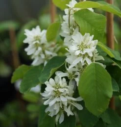 Saskatoon Berry Amelanchier Alnifolia `Saskatoon Berry´ -Premium-Pflanzenauswahl-Shop DSC02071