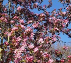 Säulenzierapfel "Red Obelisk" Malus `Red Obelisk´ 10 Säulenzierapfel "Red Obelisk" Malus `Red Obelisk´ -Premium-Pflanzenauswahl-Shop DSC02327