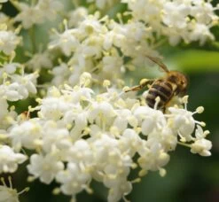 Holunder Haschberg Sambucus Nigra `Haschberg´ -Premium-Pflanzenauswahl-Shop DSC02737