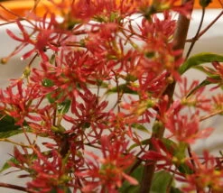 Sieben-Söhne-des-Himmels-Strauch Heptacodium Miconioides -Premium-Pflanzenauswahl-Shop DSC02842