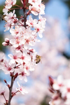 Zwergblutpflaume Prunus Cistena 6 Zwergblutpflaume Prunus Cistena -Premium-Pflanzenauswahl-Shop DSCF0006