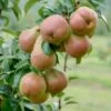 Säulenbirne `Decora´ (zweijährig) Pyrus Communis `Decora´ -Premium-Pflanzenauswahl-Shop Decora 2