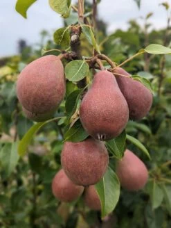 Säulenbirne `Decora´ Pyrus Communis `Decora´ -Premium-Pflanzenauswahl-Shop Decora 5