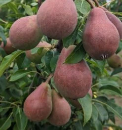 Säulenbirne `Decora´ Pyrus Communis `Decora´