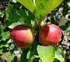 Zwergapfel Delgrina (R) Malus Domestica `Delgrina´ 7 Zwergapfel Delgrina (R) Malus Domestica `Delgrina´ -Premium-Pflanzenauswahl-Shop Delgrina1