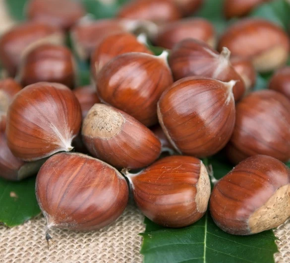 Esskastanie `Doré De Lyon´ Halbstamm Castanea Sativa `Dore De Lyon´ 3 Esskastanie `Doré De Lyon´ Halbstamm Castanea Sativa `Dore De Lyon´