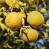 Dreiblättrige Orange Poncirus Trifoliata 2 Dreiblättrige Orange Poncirus Trifoliata -Premium-Pflanzenauswahl-Shop Dreibl ttrige Orange