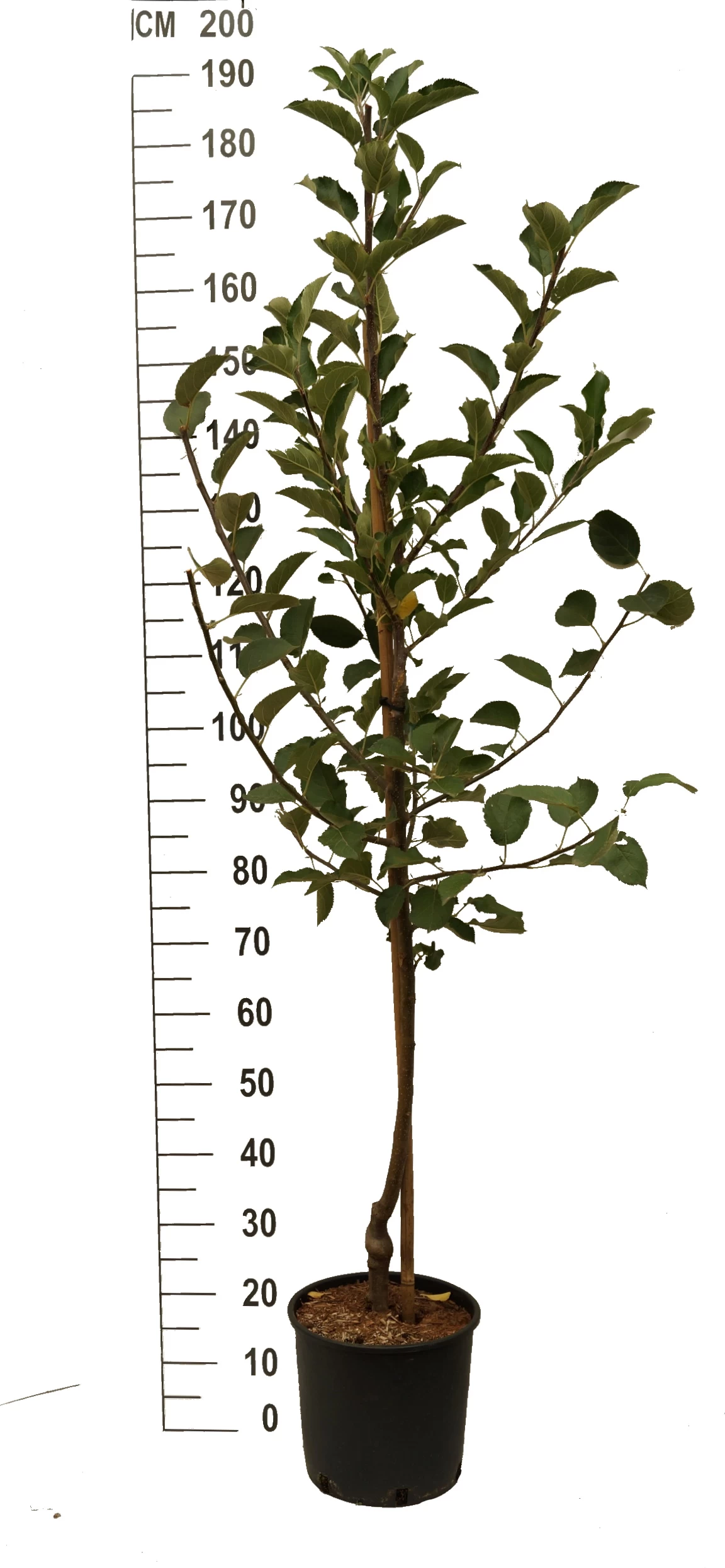 Duo-Apfel, Topaz & Pinova 150-175cm Malus Domestica 4 Duo-Apfel, Topaz & Pinova 150-175cm Malus Domestica – Bild 2