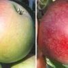 Duo-Apfelbaum `James Grieve´ & `Finkenwerder Prinz´ Malus Domestica 1 Duo-Apfelbaum `James Grieve´ & `Finkenwerder Prinz´ Malus Domestica -Premium-Pflanzenauswahl-Shop Duo James GRieve und Roter Boskoop 1