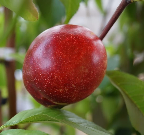 Nektarine `Flavortop´ Prunus Nucipersica `Flavortop´ 3 Nektarine `Flavortop´ Prunus Nucipersica `Flavortop´