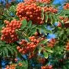 Essbare Eberesche `Rosina´ Sorbus Aucuparia 2 Essbare Eberesche `Rosina´ Sorbus Aucuparia -Premium-Pflanzenauswahl-Shop Eberesche Sorbus