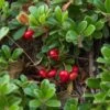 Echte Bärentraube Arctostaphylos Uva-ursi 2 Echte Bärentraube Arctostaphylos Uva-ursi -Premium-Pflanzenauswahl-Shop Echte B rentraube1