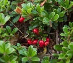 Echte Bärentraube Arctostaphylos Uva-ursi