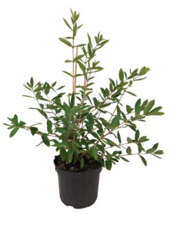 Sibirische Blaubeere `Eisbär´ Lonicera Kamtschatica `Eisbär´ -Premium-Pflanzenauswahl-Shop Eisb r weiss