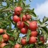 Elstar ® Malus Domestica -Premium-Pflanzenauswahl-Shop Elstar am Baum