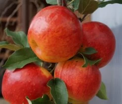 Premium-Pflanzenauswahl-Shop -Premium-Pflanzenauswahl-Shop Elstar44