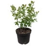 Duftender Essigbaum / Gewürz-Sumach `Grow Low´ Rhus Aromatica -Premium-Pflanzenauswahl-Shop Essigbaum Grow Low weiss