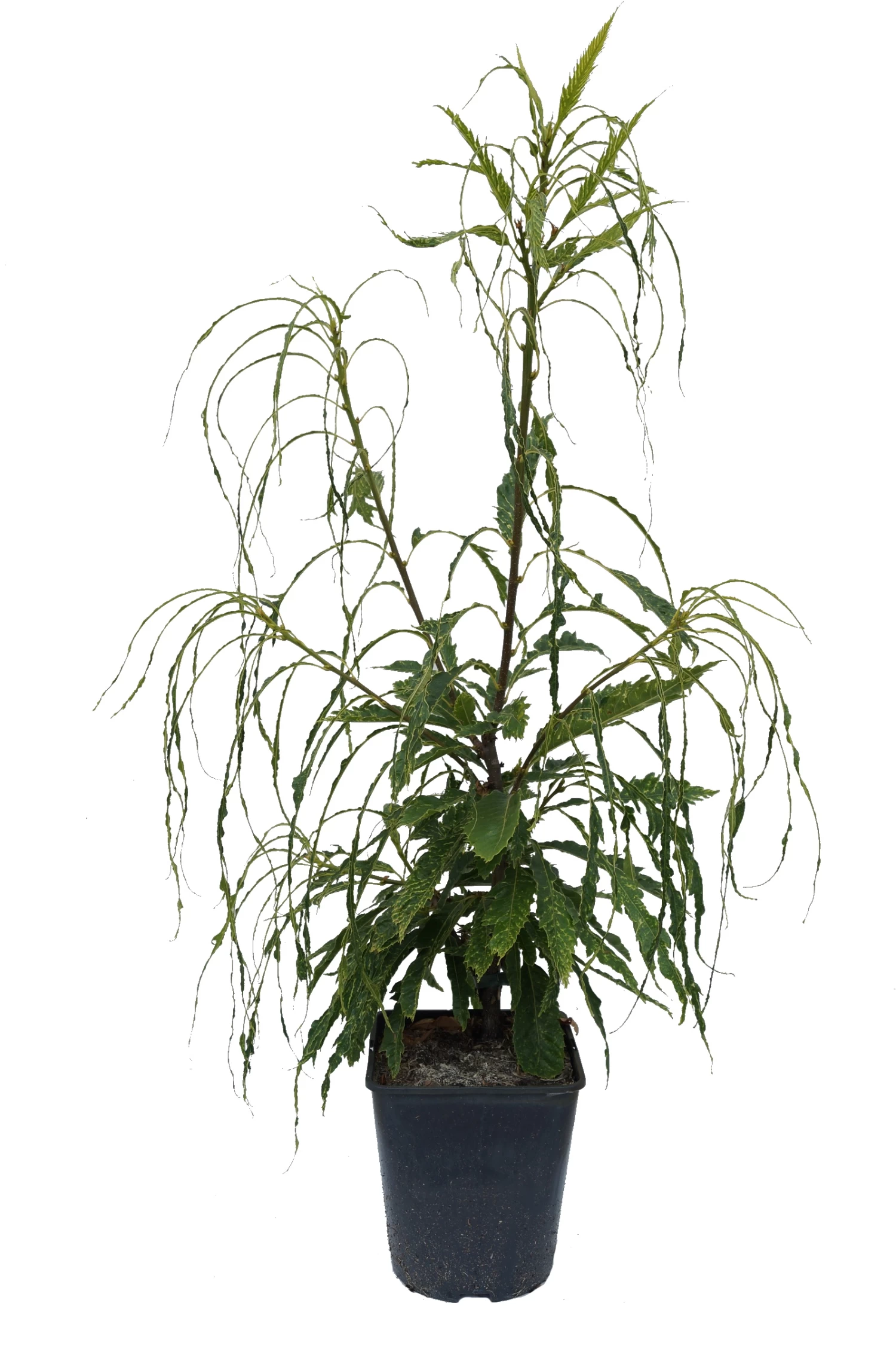 Esskastanie `Asplenifolia´ Castanea Sativa `Asplenifolia´ 3 Esskastanie `Asplenifolia´ Castanea Sativa `Asplenifolia´