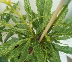 Esskastanie `Asplenifolia´ Castanea Sativa `Asplenifolia´ 7 Esskastanie `Asplenifolia´ Castanea Sativa `Asplenifolia´ -Premium-Pflanzenauswahl-Shop Esskastanie Asplenifolia1