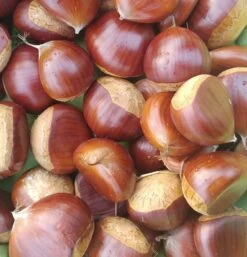 Duo-Esskastanie, Belle Epine & Bouche De Betizac Castanea Sativa -Premium-Pflanzenauswahl-Shop Esskastanie Belle EpineGmNJQelgJyOMr