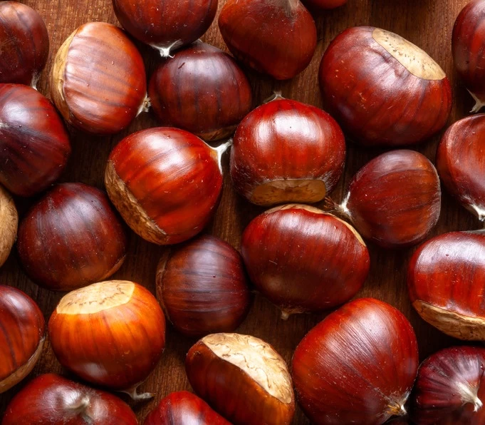 Esskastanie / Marone / Edelkastanie Castanea Sativa 3 Esskastanie / Marone / Edelkastanie Castanea Sativa