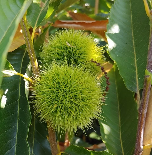 Esskastanie `Bouche De Betizac´ 150-175cm Castanea Sativa `Bouche De Betizac´ 4 Esskastanie `Bouche De Betizac´ 150-175cm Castanea Sativa `Bouche De Betizac´ – Bild 2