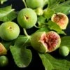 Feige `Ficcolino® Gustis®´ Ficus Carica 2 Feige `Ficcolino® Gustis®´ Ficus Carica -Premium-Pflanzenauswahl-Shop Feige erweiterte Lizenz