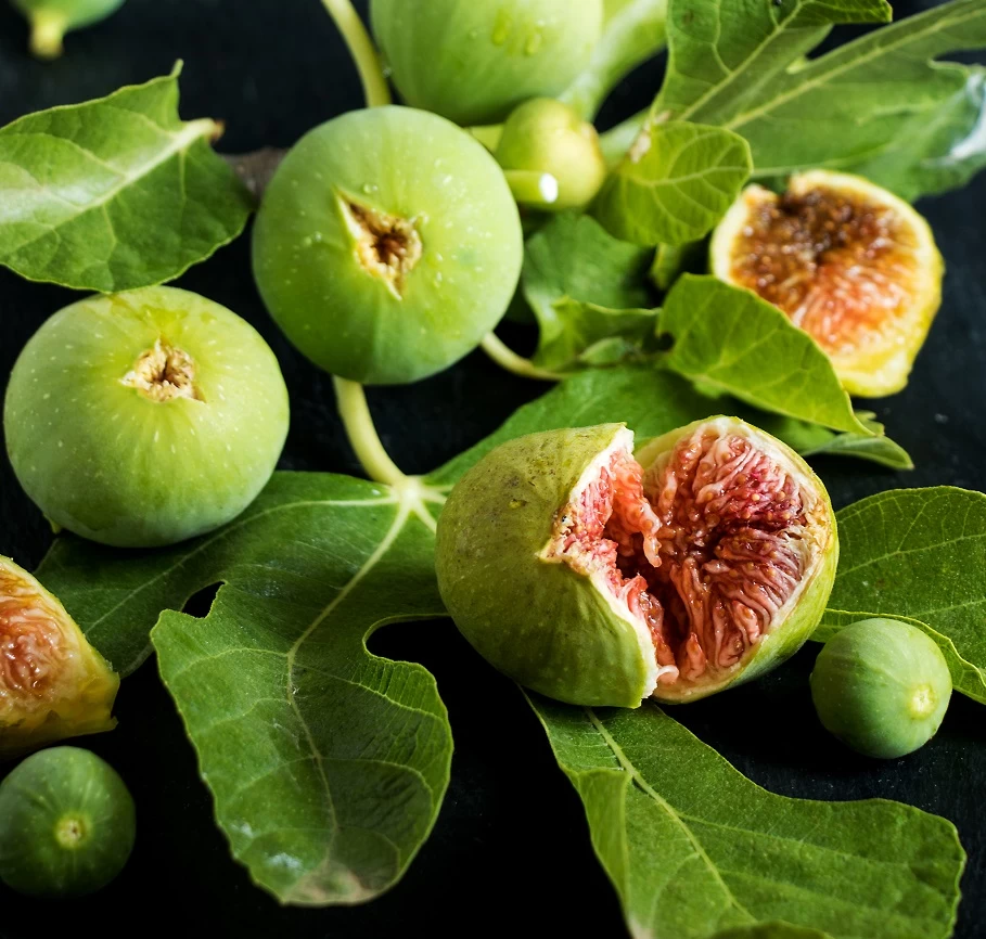Feige `Ficcolino® Gustis®´ Ficus Carica 3 Feige `Ficcolino® Gustis®´ Ficus Carica