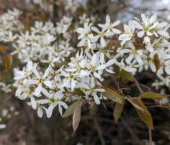 Prince William-Großfruchtige Felsenbirne Amelanchier `Prince William´ -Premium-Pflanzenauswahl-Shop Felsenbirne Bl te