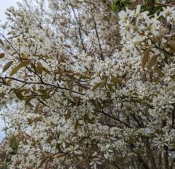 Prince William-Großfruchtige Felsenbirne Amelanchier `Prince William´ -Premium-Pflanzenauswahl-Shop Felsenbirne Bl te 3