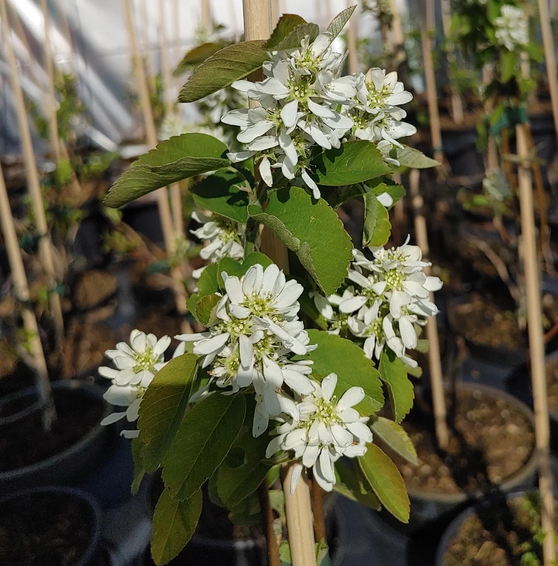 Aufrecht Wachsende Felsenbirne `Obelisk´ Amelanchier Alnifolia `Obelisk´ 3 Aufrecht Wachsende Felsenbirne `Obelisk´ Amelanchier Alnifolia `Obelisk´