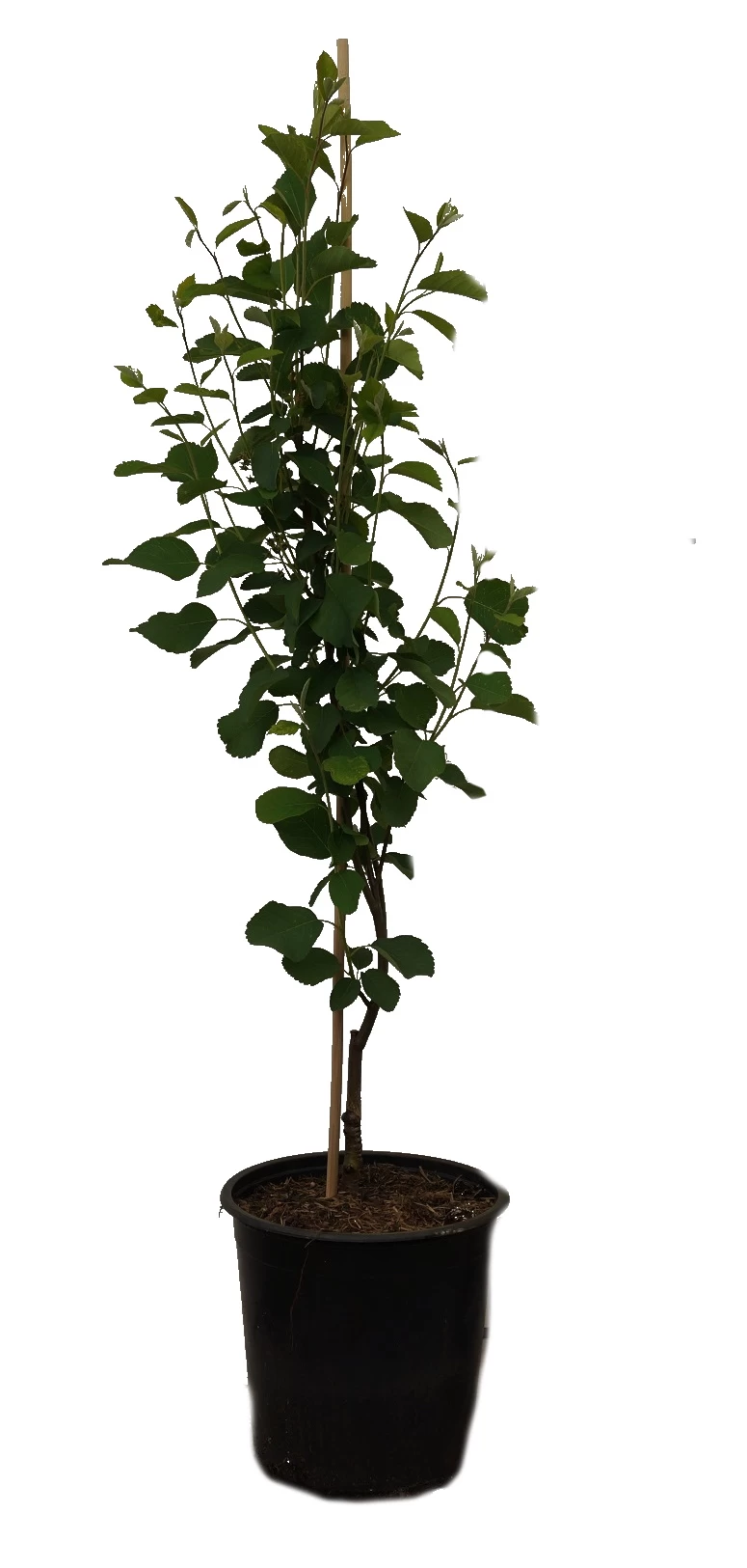 Aufrecht Wachsende Felsenbirne `Obelisk´ Amelanchier Alnifolia `Obelisk´ 4 Aufrecht Wachsende Felsenbirne `Obelisk´ Amelanchier Alnifolia `Obelisk´ – Bild 2