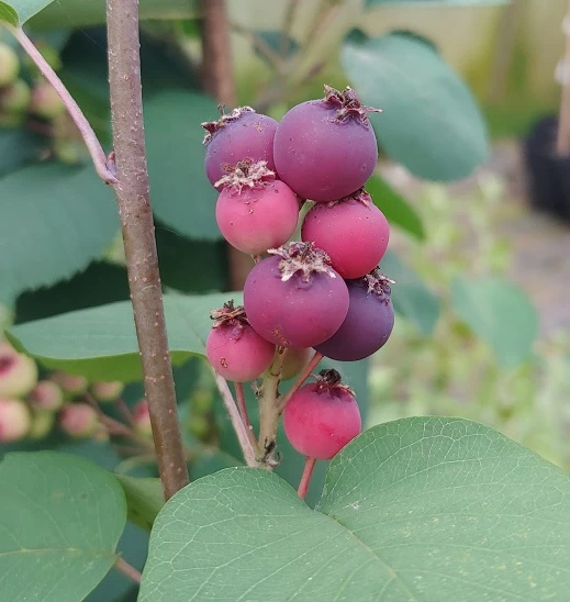 Felsenbirne Smoky Amelanchier Alnifolia Smoky 3 Felsenbirne Smoky Amelanchier Alnifolia Smoky