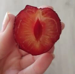 Großfrüchtige Kirschpflaume `Fenja´ Prunus Cerasifera `Fenja´ -Premium-Pflanzenauswahl-Shop Fenja 1