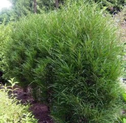 Farnblättriger Säulen-Faulbaum `Fine Line´ Rhamnus Frangula `Fine Line´ -Premium-Pflanzenauswahl-Shop Fine LIne Kordes Jungpflanzen