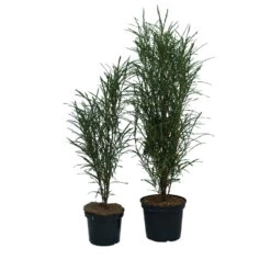 Farnblättriger Säulen-Faulbaum `Fine Line´ Rhamnus Frangula `Fine Line´ -Premium-Pflanzenauswahl-Shop Fine Line Faulbaum 2