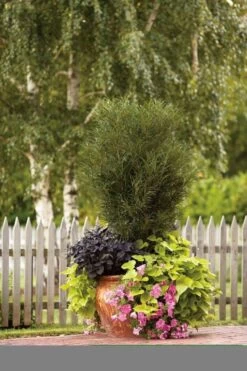 Farnblättriger Säulen-Faulbaum `Fine Line´ Rhamnus Frangula `Fine Line´ -Premium-Pflanzenauswahl-Shop Fine Line Kordes Jungpflanzen1