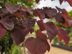 Judasbaum `Forest Pansy´ Cercis Canadensis -Premium-Pflanzenauswahl-Shop Forest Pansy1