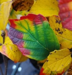 Großer Federbuschstrauch Fothergilla Major 10 Großer Federbuschstrauch Fothergilla Major -Premium-Pflanzenauswahl-Shop Fothergilla Herbstf rbung1