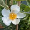 Franklinia Alatamaha "Franklinie / Franklinbaum" Franklinia Alatamaha 2 Franklinia Alatamaha "Franklinie / Franklinbaum" Franklinia Alatamaha -Premium-Pflanzenauswahl-Shop Franklina Bl te