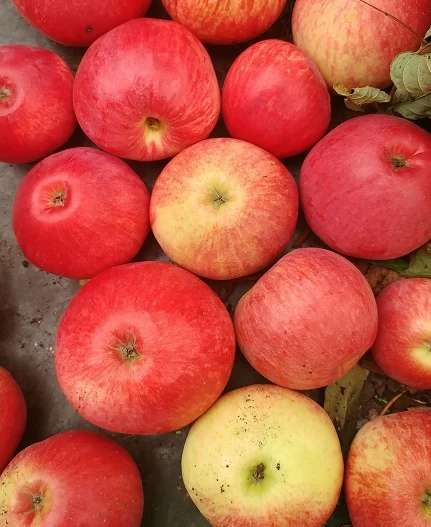 Säulenapfel `Frenic´ Malus Domestica 4 Säulenapfel `Frenic´ Malus Domestica – Bild 2