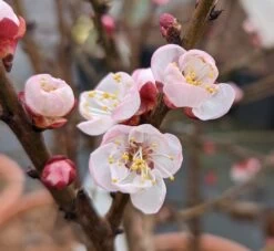 Zwerg-Aprikose `Garden Aprigold® ´ Prunus Armeniaca `Garden Aprigold´ 7 Zwerg-Aprikose `Garden Aprigold® ´ Prunus Armeniaca `Garden Aprigold´ -Premium-Pflanzenauswahl-Shop Garden Aprigold Bl te