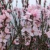 Zwerg-Fruchtmandel `Garden Prince´ Prunus `Zwerg-Fruchtmandel´ 2 Zwerg-Fruchtmandel `Garden Prince´ Prunus `Zwerg-Fruchtmandel´ -Premium-Pflanzenauswahl-Shop Garden PRince Mandel Bl te