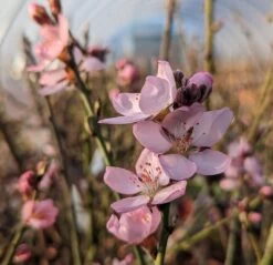 Zwerg-Fruchtmandel `Garden Prince´ Prunus `Zwerg-Fruchtmandel´ 10 Zwerg-Fruchtmandel `Garden Prince´ Prunus `Zwerg-Fruchtmandel´ -Premium-Pflanzenauswahl-Shop Garden Prince Bl te2