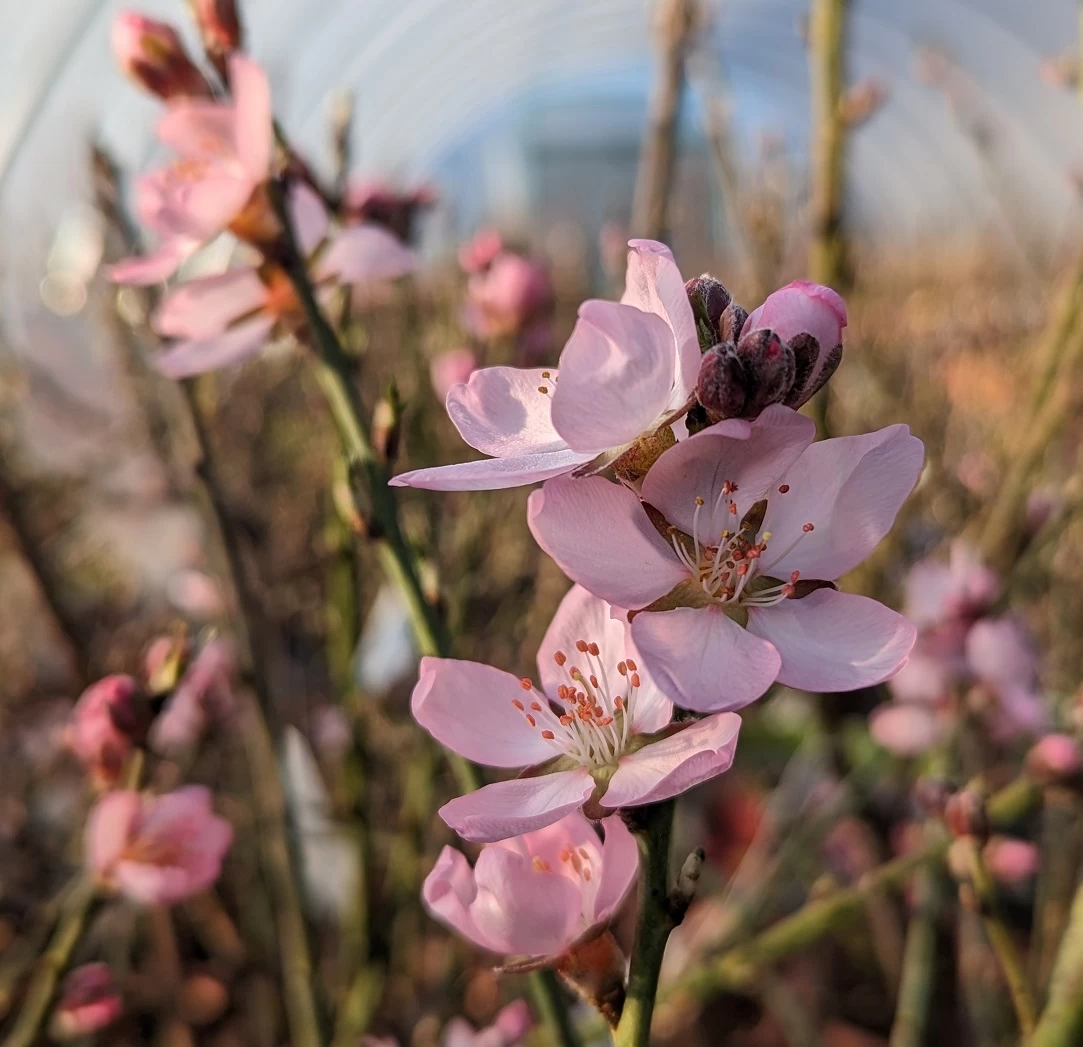 Zwerg-Fruchtmandel `Garden Prince´ Prunus `Zwerg-Fruchtmandel´ 6 Zwerg-Fruchtmandel `Garden Prince´ Prunus `Zwerg-Fruchtmandel´ – Bild 4