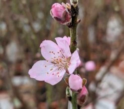 Zwerg-Fruchtmandel `Garden Prince´ Prunus `Zwerg-Fruchtmandel´ 11 Zwerg-Fruchtmandel `Garden Prince´ Prunus `Zwerg-Fruchtmandel´ -Premium-Pflanzenauswahl-Shop Garden prince Bl te